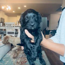White - male Golden Mountain Doodle puppy in Leander, Texas from Olive Grove Doodles