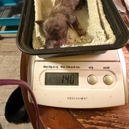 Boo - Cream female Dachshund puppy in Irving, Texas from DFW Dachshunds by G & S