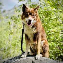 Scotty - Border Collie
