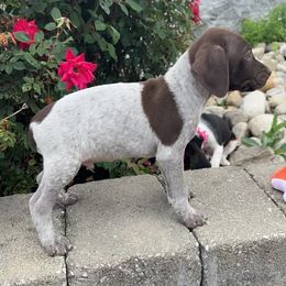 German Shorthaired Pointer Puppies from Mcshorthairs
