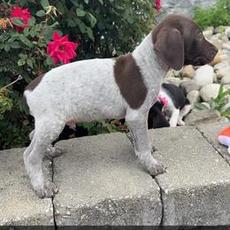 German Shorthaired Pointer Puppies from Mcshorthairs