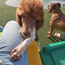 Poodle Puppies from Reeves Family Standard Poodles