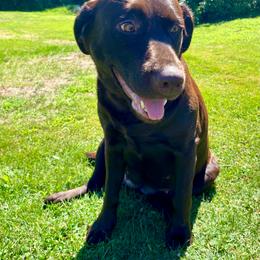 Labrador Retriever All Grown Up from Jessica Herisse