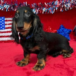 Sargent - Black and tan male Dachshund puppy in Lincoln, Arkansas from Red Dirt Dachshunds