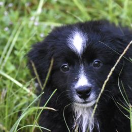 Miniature American Shepherd and Miniature Australian Shepherd Puppies from MarvelMAS Miniature American Shepherds