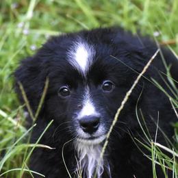Miniature American Shepherd and Miniature Australian Shepherd Puppies from MarvelMAS Miniature American Shepherds