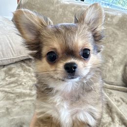 Dale - Black sabled fawn Chihuahua puppy in El Sobrante, California from Dolce Coco Chihuahuas