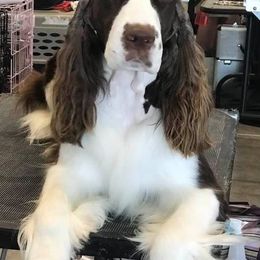 English Springer Spaniels from Wuerlwind English Springer Spaniels