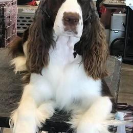 English Springer Spaniels from Wuerlwind English Springer Spaniels