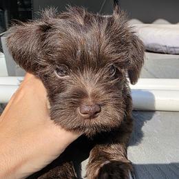 Gypsy - Liver female Miniature Schnauzer puppy in Fredericksburg, Virginia from Jentz Family Schnauzers