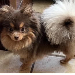 Pomeranian Puppies from Hummingbird & Fox