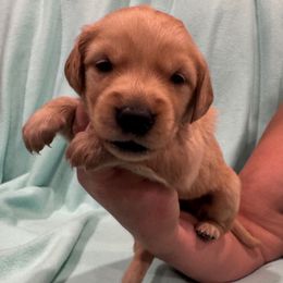 Trixie:Purple Collar - Dark golden female Golden Retriever puppy in Monterey, Tennessee from Lawson’s Green Acres Goldens and Doodles