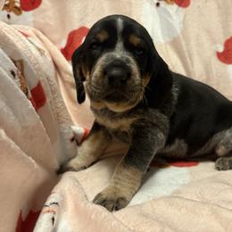 Bonnie - Blue ticked and tan female Bluetick Coonhound puppy in Mount Pleasant, Texas from Harmons Hounds