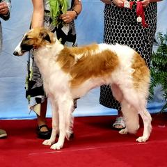 Kuiper - Borzoi