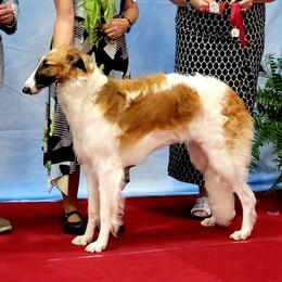 Kuiper - Borzoi