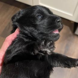 Beatrice - Black female Miniature Schnauzer puppy in Interlachen, Florida from Pam's Schnauzers