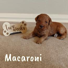 Macaroni (Green Collar) - Red  male Goldendoodle puppy in Guthrie, Oklahoma from Edmond Doodles, LLC