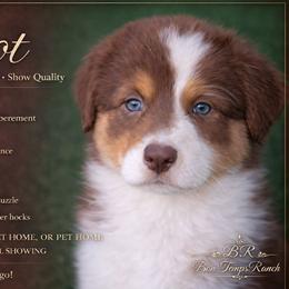 Australian Shepherd Puppies from Bon Temps Ranch