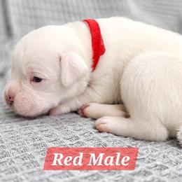 Boy 1 - White male Boxer puppy in Howey In The Hills, Florida from Bayla Belle & Blossom's Boxers