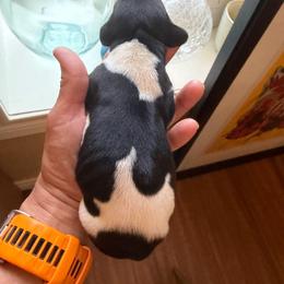 Llano - Black roan male German Shorthaired Pointer puppy in San Antonio, Texas from Alvarado Farm Kennels, LLC