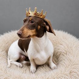 Baroness - Dachshund