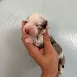 John Dutton - Dapple male Dachshund puppy in Lumberton, Mississippi from Doris’ Darlin Doxies & Doodles