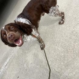 Lux - Red and white male English Springer Spaniel puppy in Uvalda, Georgia from Willow Creek Farms