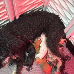 Red girl 4 - Red  female Goldendoodle puppy in Colorado Springs, Colorado from Pikes Peak Doodles