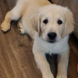 Golden Retrievers from Sabins Golden Dreams