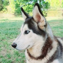 Athena - Siberian Husky
