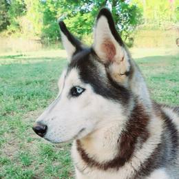 Athena - Siberian Husky