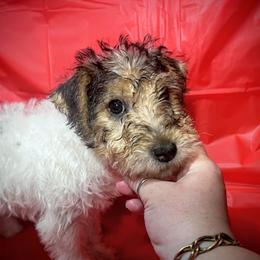 Last-Born Boy - White tan and black male Wire Fox Terrier puppy in Ennis, Texas from Syrayed Farm