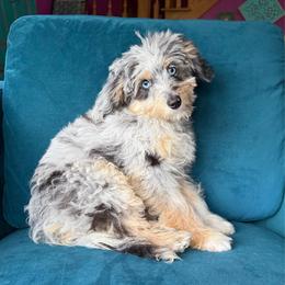 Guardian Puppy, read description - Blue merle female Aussiedoodle puppy in Watertown, Wisconsin from Little Bear Paws Aussiedoodles
