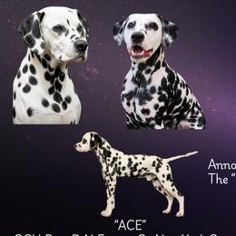 Dalmatian puppies from Stagecoach Dalmatians