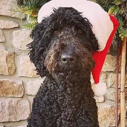 Goldendoodles and Labradoodles from Marley’s Doodle Ranch