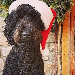 Goldendoodles and Labradoodles from Marley’s Doodle Ranch