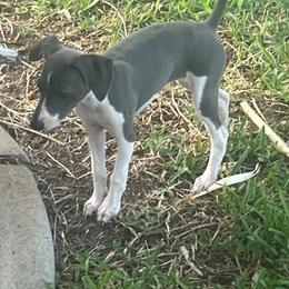 Italian Greyhound Puppies from Fisher Link