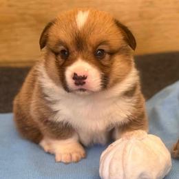 Spot - Sable male Pembroke Welsh Corgi puppy in Nortonville, Kansas from Low Riders Corgis & Mini Aussies
