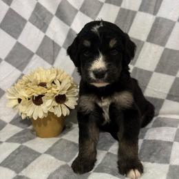 Ponderosa - Phantom male Bernedoodle puppy in Holden, Missouri from Mid-West Bernedoodles