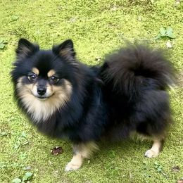 Skyla - Pomeranian