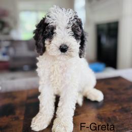 Greta - Merle female Cavapoo puppy in Strasburg, Pennsylvania from Still Water Puppies