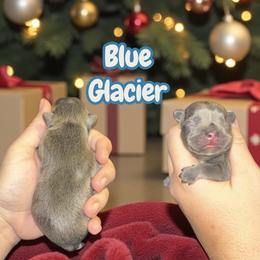 Blue Glacier - Blue male French Bulldog puppy in New Castle, Delaware from Sasha’s Elite Kennel LLC
