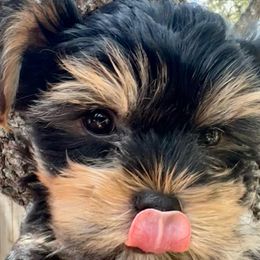 Yorkshire Terrier Puppies from Gina's Yorkshire Terriers