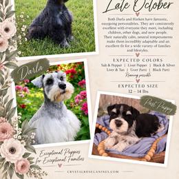 Miniature Schnauzer puppies from Crystal Rose Canines