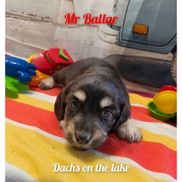Mr. Ballar - Black and cream male Dachshund puppy in Grove, Oklahoma from Dachs on the lake