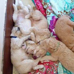 Poodle Puppies from Southwest Standards