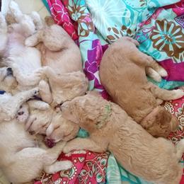 Poodle Puppies from Southwest Standards