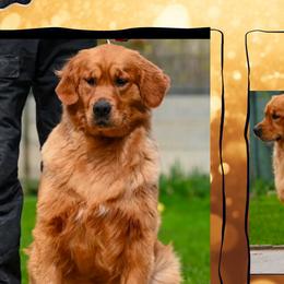 Goldendoodles and Golden Retrievers from Deer Creek Goldens of WV