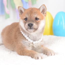 Girl 2 - Red female Shiba Inu puppy in Neosho, Missouri from Sunny Terrace Shibas