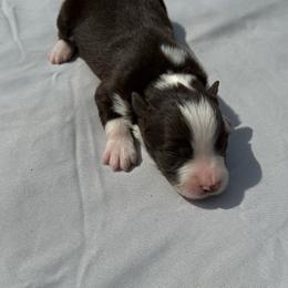 Mocha - Red & white female Miniature Australian Shepherd puppy in Marion, Michigan from Highland Hills Mini Aussies